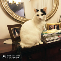 Tekir Kedi, Kedi  Mario fotoğrafı