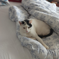 Tekir Kedi, Kedi  Mario fotoğrafı