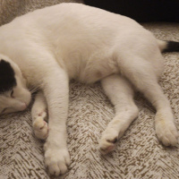 Tekir Kedi, Kedi  Mario fotoğrafı