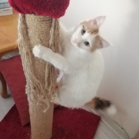 Sarman, Kedi  Lokum fotoğrafı