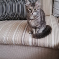 Tekir Kedi, Kedi  Boncuk fotoğrafı