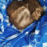 Tekir Kedi, Kedi  Boncuk fotoğrafı