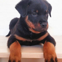 Rottweiler, Köpek  Marks fotoğrafı