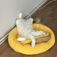 Sarman, Kedi  Forrest fotoğrafı
