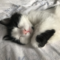 Tuxedo (Smokin) Kedi, Kedi  Yoda fotoğrafı
