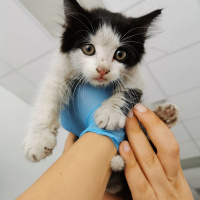 Tuxedo (Smokin) Kedi, Kedi  Yoda fotoğrafı