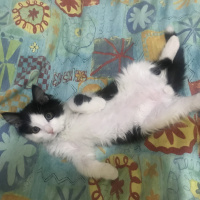 Tuxedo (Smokin) Kedi, Kedi  Yoda fotoğrafı