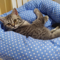 Scottish Fold, Kedi  Namik fotoğrafı