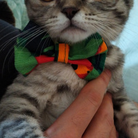 Scottish Fold, Kedi  Namik fotoğrafı