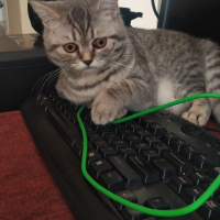 Scottish Fold, Kedi  Namik fotoğrafı