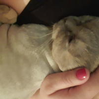 Scottish Fold, Kedi  latte fotoğrafı