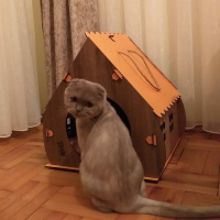 Scottish Fold, Kedi  latte fotoğrafı