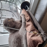 Scottish Fold, Kedi  latte fotoğrafı
