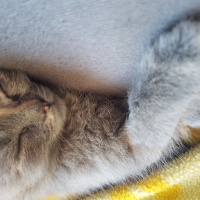 British Shorthair, Kedi  Kadife fotoğrafı
