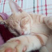 Sarman, Kedi  Ballı fotoğrafı
