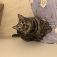 Tekir Kedi, Kedi  Cedric fotoğrafı