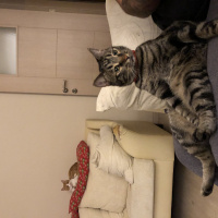 Tekir Kedi, Kedi  Cedric fotoğrafı