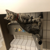 Tekir Kedi, Kedi  Cedric fotoğrafı