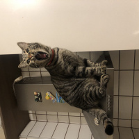 Tekir Kedi, Kedi  Cedric fotoğrafı