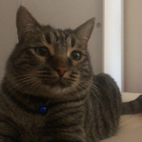 Tekir Kedi, Kedi  Cedric fotoğrafı