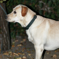 Labrador Retriever, Köpek  Çiko fotoğrafı