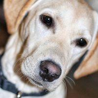 Labrador Retriever, Köpek  Çiko fotoğrafı