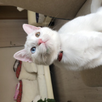 Ankara Kedisi, Kedi  Sakız fotoğrafı