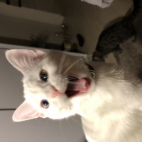 Ankara Kedisi, Kedi  Sakız fotoğrafı