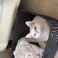 Ankara Kedisi, Kedi  Sakız fotoğrafı