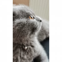 Scottish Fold, Kedi  Maya fotoğrafı