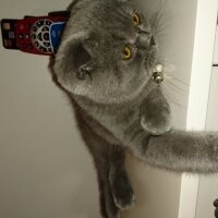 Scottish Fold, Kedi  PAŞA (PACHITO) fotoğrafı