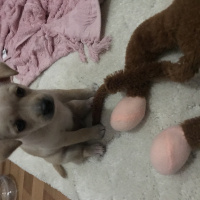 Chihuahua, Köpek  Yok fotoğrafı
