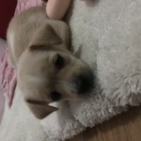 Chihuahua, Köpek  Yok fotoğrafı