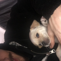 Chihuahua, Köpek  Yok fotoğrafı