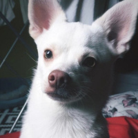 Chihuahua, Köpek  Yok fotoğrafı