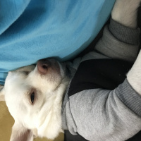 Chihuahua, Köpek  Yok fotoğrafı