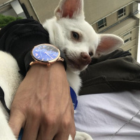 Chihuahua, Köpek  Yok fotoğrafı
