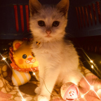 Tekir Kedi, Kedi  Boncuk fotoğrafı