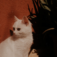 Tekir Kedi, Kedi  Boncuk fotoğrafı