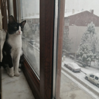 Tuxedo (Smokin) Kedi, Kedi  Lily fotoğrafı