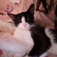 Tuxedo (Smokin) Kedi, Kedi  Lily fotoğrafı