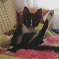 Tekir Kedi, Kedi  Gece fotoğrafı