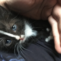 Tekir Kedi, Kedi  Gece fotoğrafı