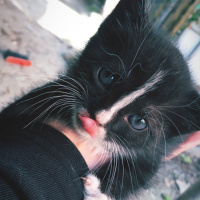 Tekir Kedi, Kedi  Gece fotoğrafı