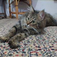 Soke, Kedi  Bidiskos fotoğrafı