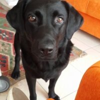 Labrador Retriever, Köpek  BETTIE fotoğrafı