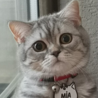 Scottish Fold, Kedi  Mia fotoğrafı
