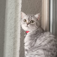 Scottish Fold, Kedi  Mia fotoğrafı