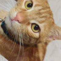 Sarman, Kedi  Tarçın fotoğrafı