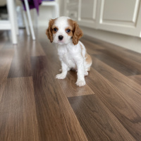 Cavalier King Charles Spanieli, Köpek  Havuç fotoğrafı